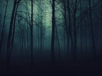 HD-wallpaper-gothic-forest-forest-goth-graphy-gothic-dark-nature-evening-blue-night.jpg